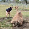 Ann with a camel