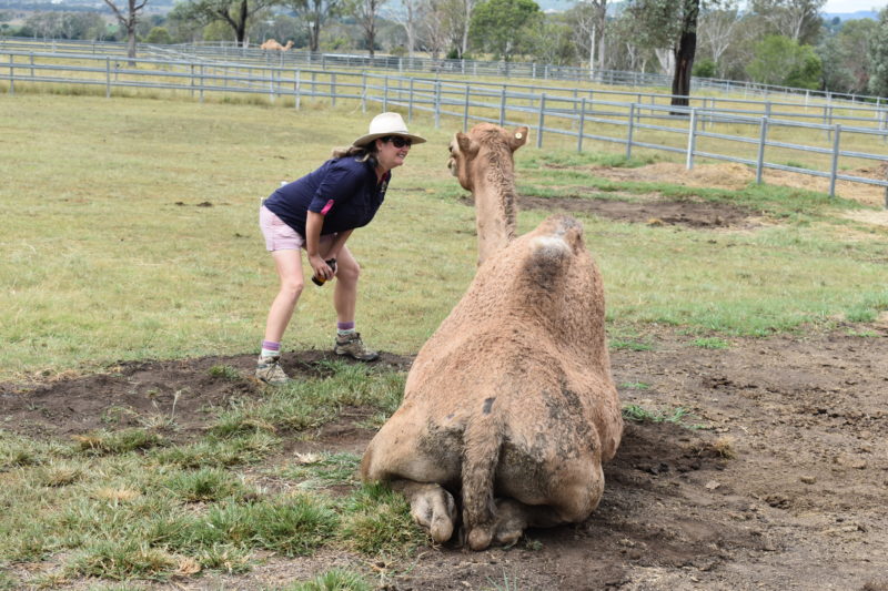 Ann with a camel